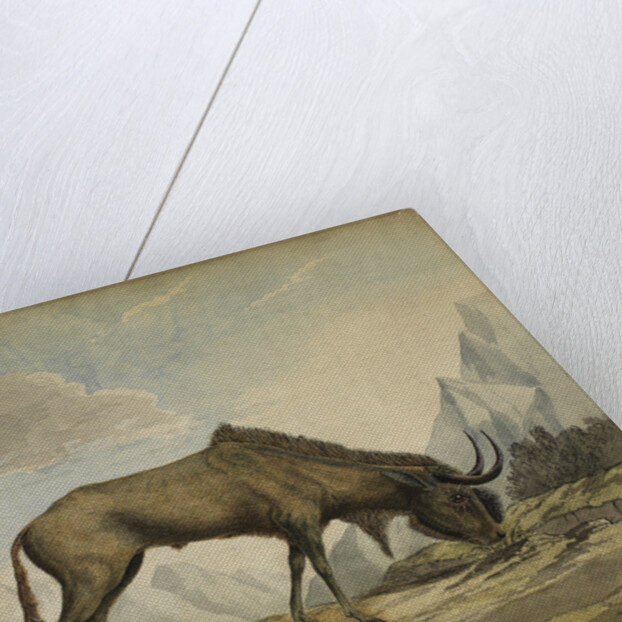 American bison by Anonymous