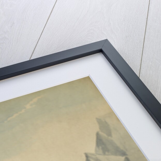 American bison by Anonymous