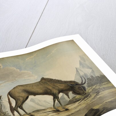 American bison by Anonymous