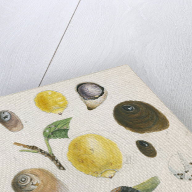 Aspidiotus bromelliae, Aspidiotus camellae and Aspidiotus personatus by Robert Newstead