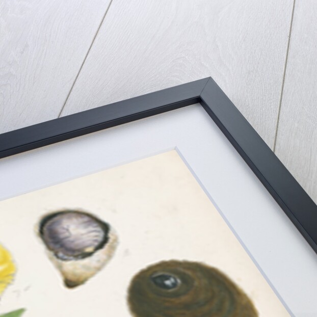 Aspidiotus bromelliae, Aspidiotus camellae and Aspidiotus personatus by Robert Newstead