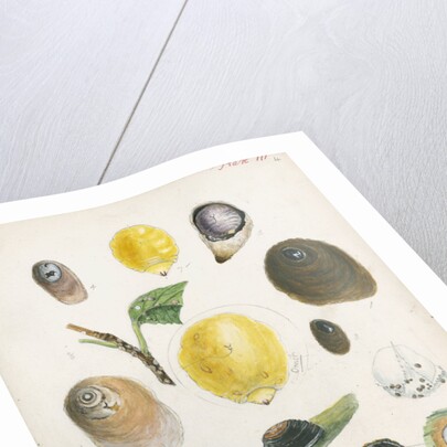 Aspidiotus bromelliae, Aspidiotus camellae and Aspidiotus personatus by Robert Newstead