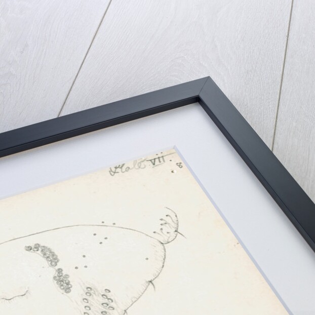 Posterior body parts of Aspidiotus zonatus, Aspidiotus ostreaeformis and Aspidiotus britannicus by Robert Newstead