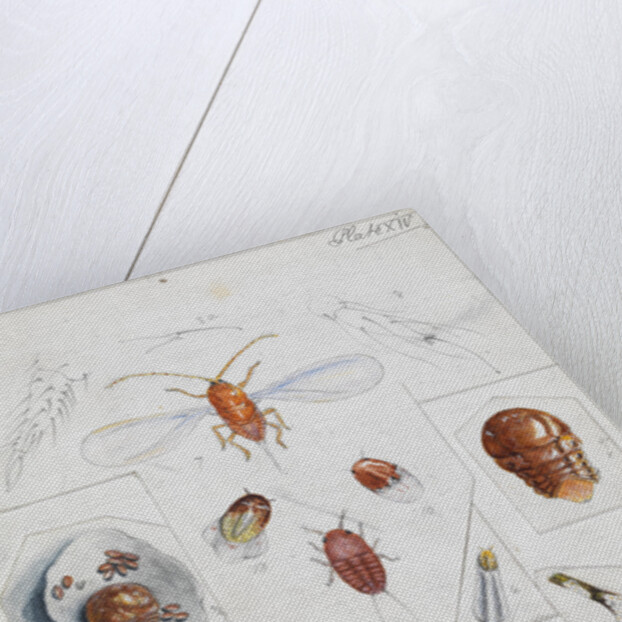 Aulacaspis rosae [Rose scale] by Robert Newstead