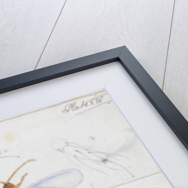 Aulacaspis rosae [Rose scale] by Robert Newstead