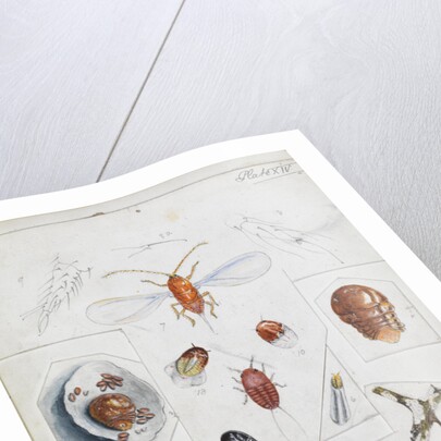 Aulacaspis rosae [Rose scale] by Robert Newstead