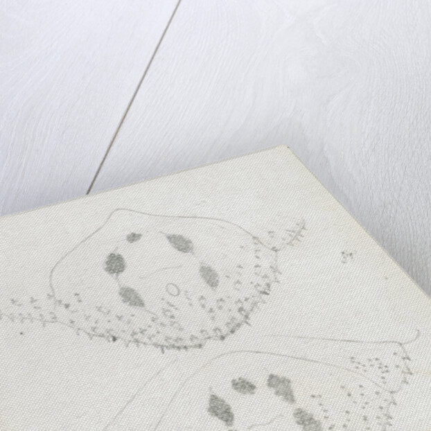 Posterior body parts of Diaspis bromellae [Pineapple scale], Diaspis boisduvalii [Biosduval scale] and Diaspis calyptroides [Cactus scale] by Robert Newstead