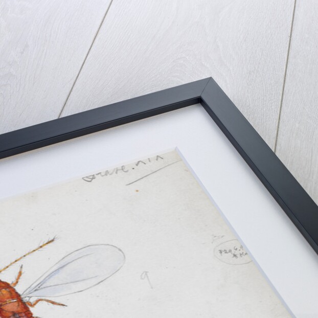 Chionaspis salicis [Willow scale] by Robert Newstead