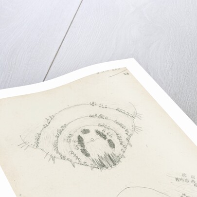 Posterior body margins of female Chionaspis salicis [Willow scale] and Chionaspis aspidistrae by Robert Newstead