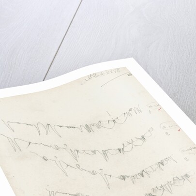 Posterior body margins of female Chionaspis and Mytilaspis by Robert Newstead