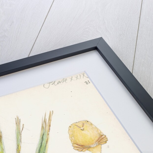 Fiorinia fioriniae [Palm fiorinia scale] by Robert Newstead