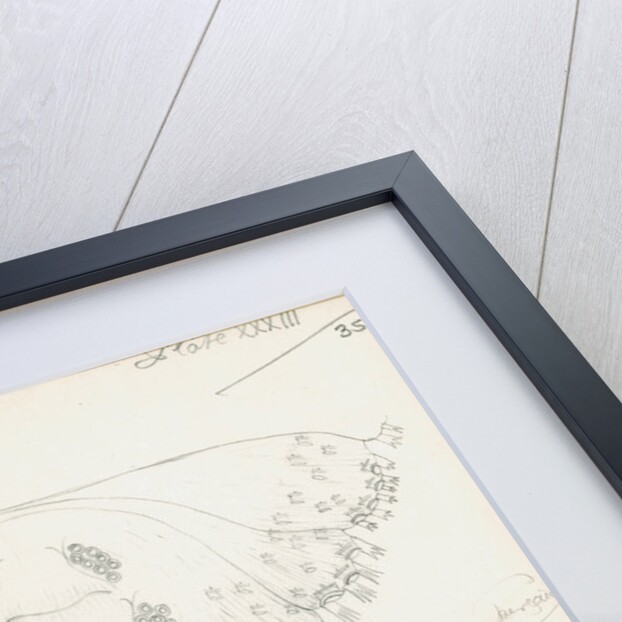 Posterior body parts of Parlatoria pergandii [Chaff Scale], Parlatoria proteus [Proteus scale] and Parlatoria zizyphi [Black parlatoria scale] by Robert Newstead