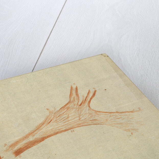 Microscopic views of muscle fibres of fish by Antoni van Leeuwenhoek