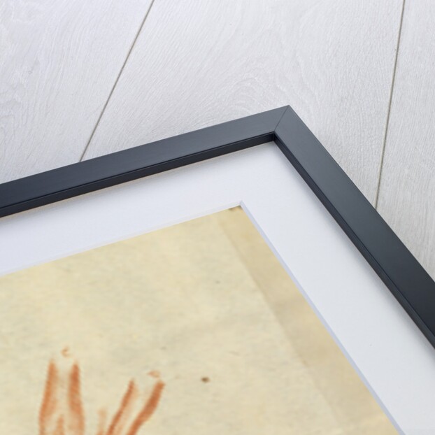 Microscopic views of muscle fibres of fish by Antoni van Leeuwenhoek