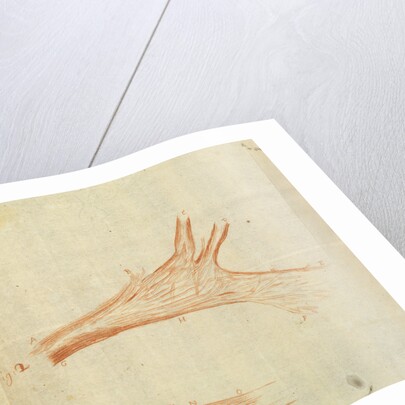 Microscopic views of muscle fibres of fish by Antoni van Leeuwenhoek