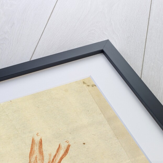 Microscopic views of muscle fibres of fish by Antoni van Leeuwenhoek