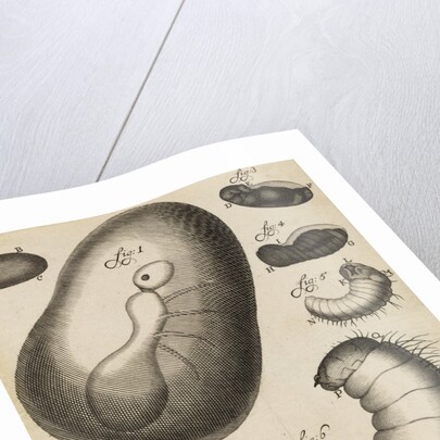 Microscopical observations of the development of the ant by Anonymous