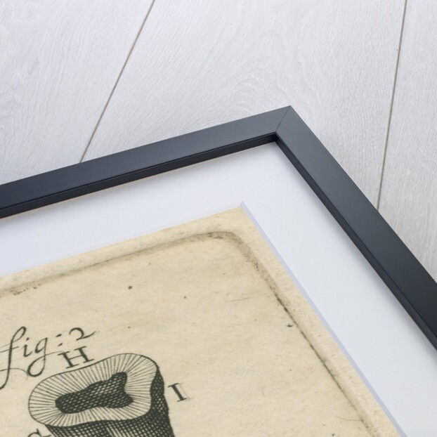 Microscopical observations of the structure of human teeth by Anonymous