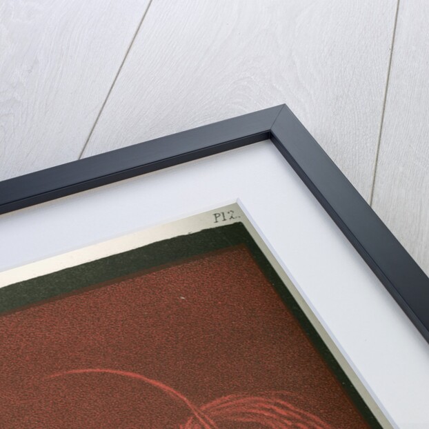 Solar prominences by Cooper & Hodson