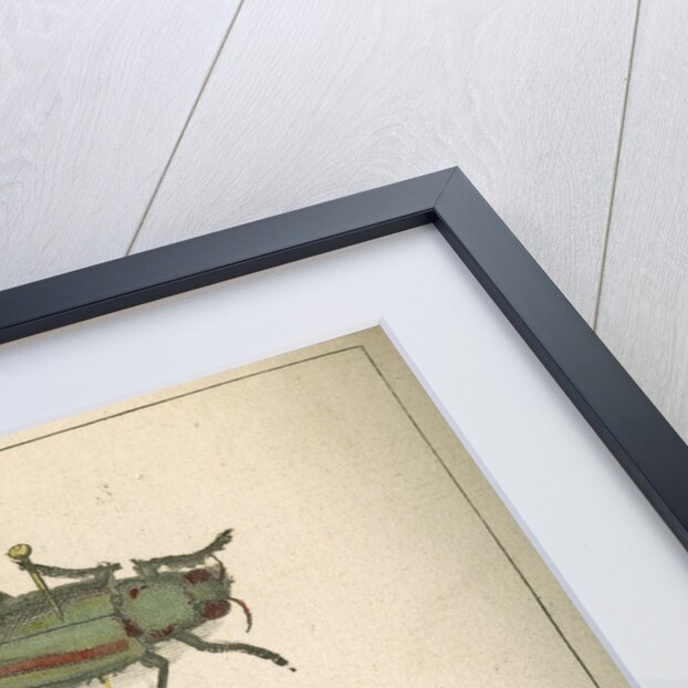 Specimens of a beetle, insect and butterfly by Moses Harris