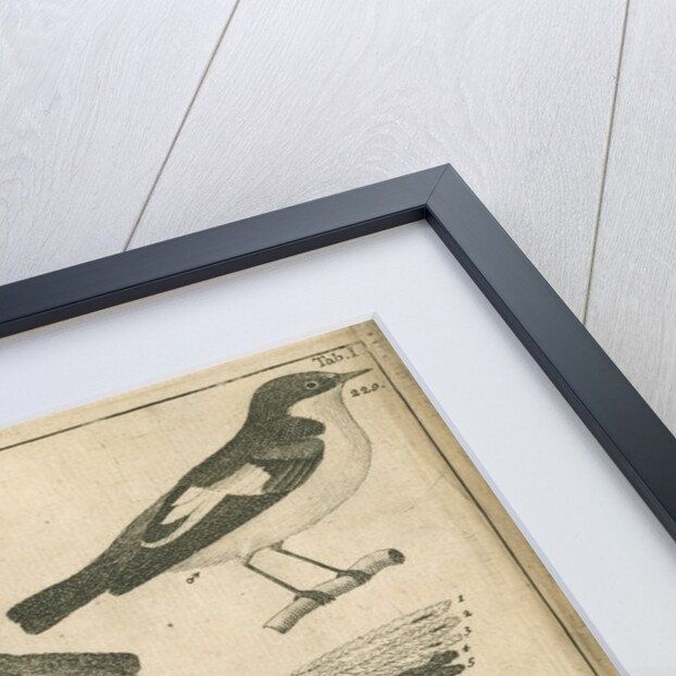 Birds and a beetle from Linnaeus's 'Swedish Fauna' by C Bergquist