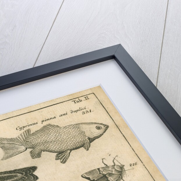 Birds, shells, a fish, an insect and a moth from Linnaeus's 'Swedish Fauna' by C Bergquist