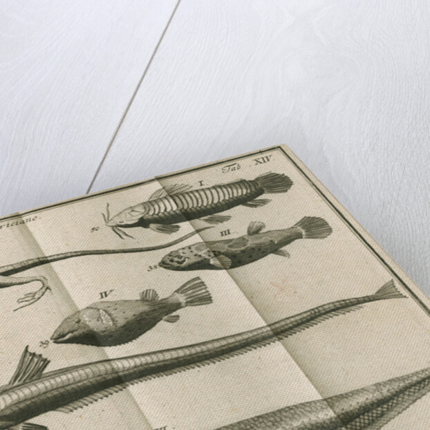 Species of fish and a lizard from Linnaeus's 'Academic delights' by Anonymous