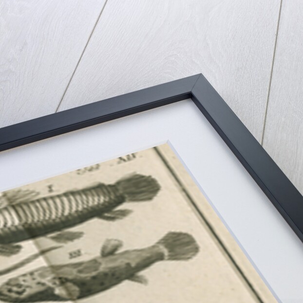 Species of fish and a lizard from Linnaeus's 'Academic delights' by Anonymous