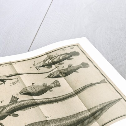 Species of fish and a lizard from Linnaeus's 'Academic delights' by Anonymous