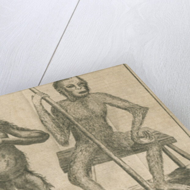Four 'humanoid' figures from Linnaeus's 'Academic delights' by Anonymous