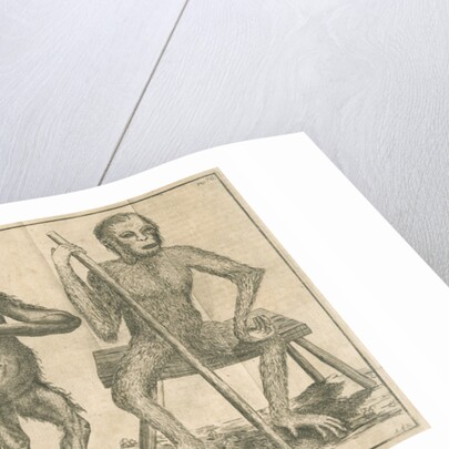 Four 'humanoid' figures from Linnaeus's 'Academic delights' by Anonymous