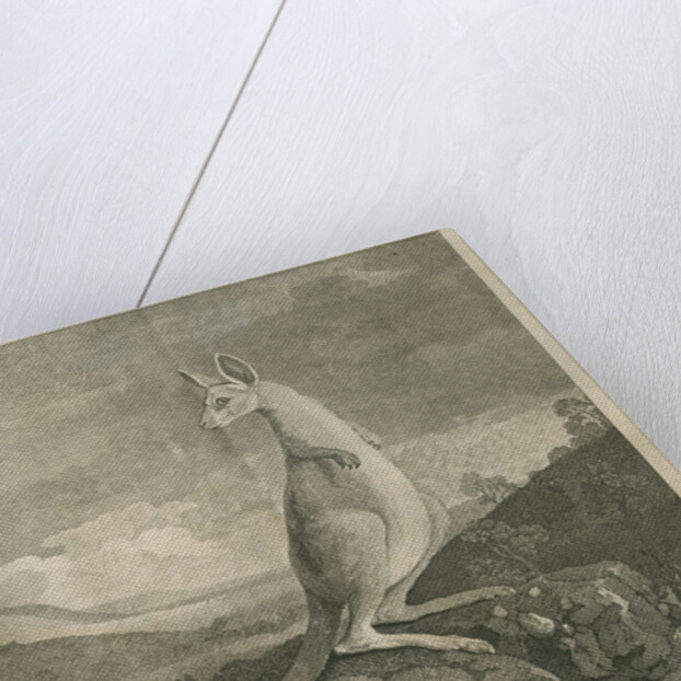 Sighting of a kangaroo by James Cook by Anonymous