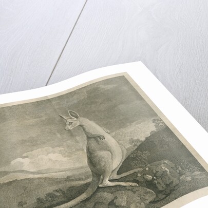 Sighting of a kangaroo by James Cook by Anonymous