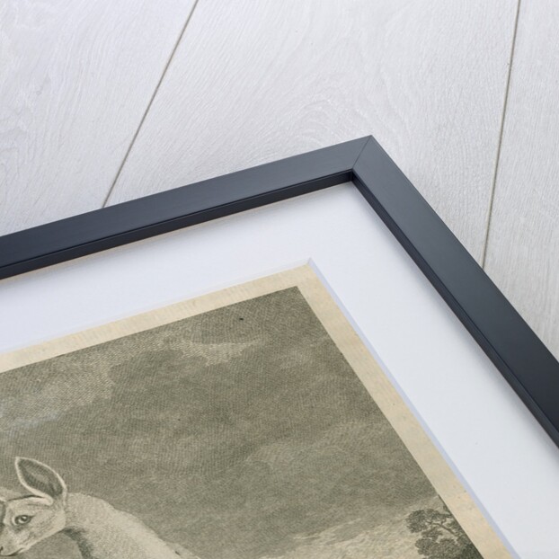 Sighting of a kangaroo by James Cook by Anonymous