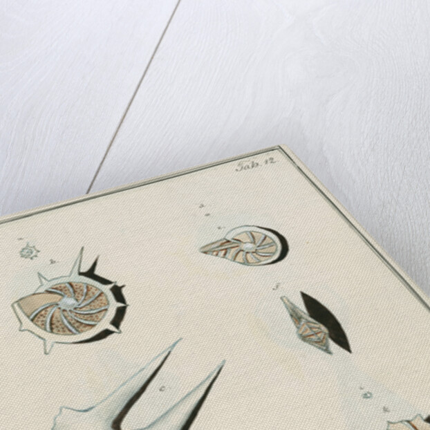 'Nautilus calcar...' [four specimens of foraminifera by Henry Bowman Brady