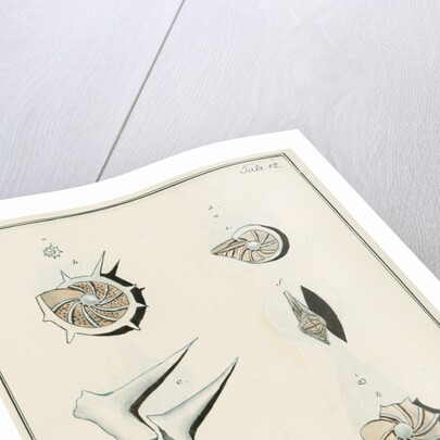 'Nautilus calcar...' [four specimens of foraminifera by Henry Bowman Brady