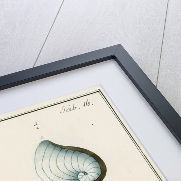 'Nautilus planatus...' [four specimens of foraminifera] by Henry Bowman Brady