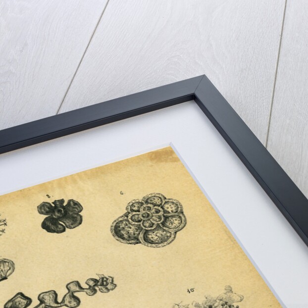 'Fossil remains of the soft parts of Rotaliae in chalk and flint' by Henry Bowman Brady