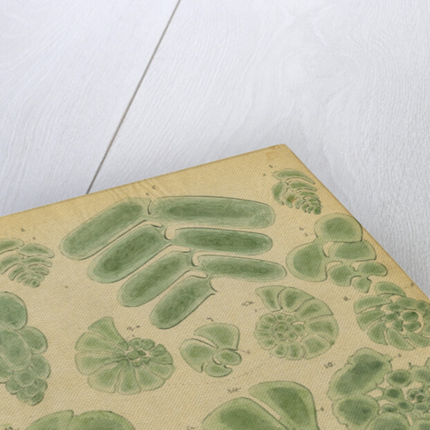 Textilarinen..Uvellinen..Helicotrochinen [specimens of foraminifera] by Henry Bowman Brady