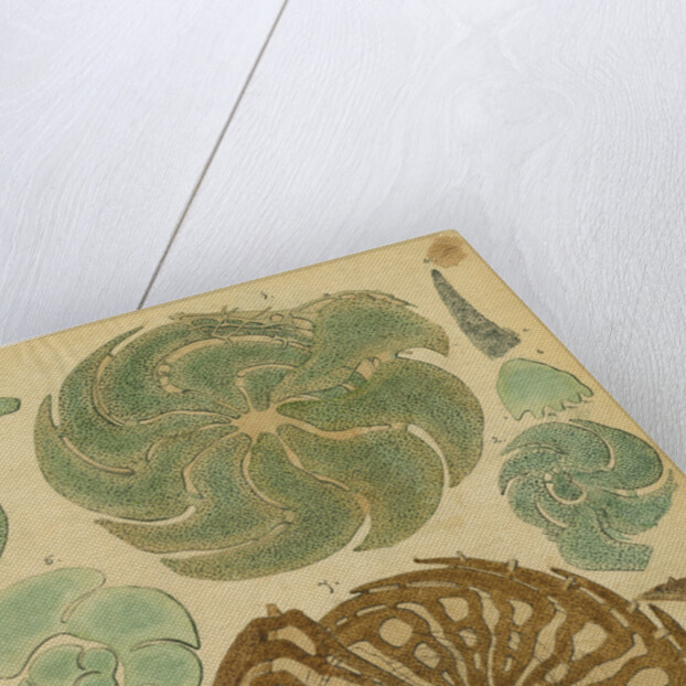 'Nonionina bavarica…' [four specimens of foraminifera] by Henry Bowman Brady