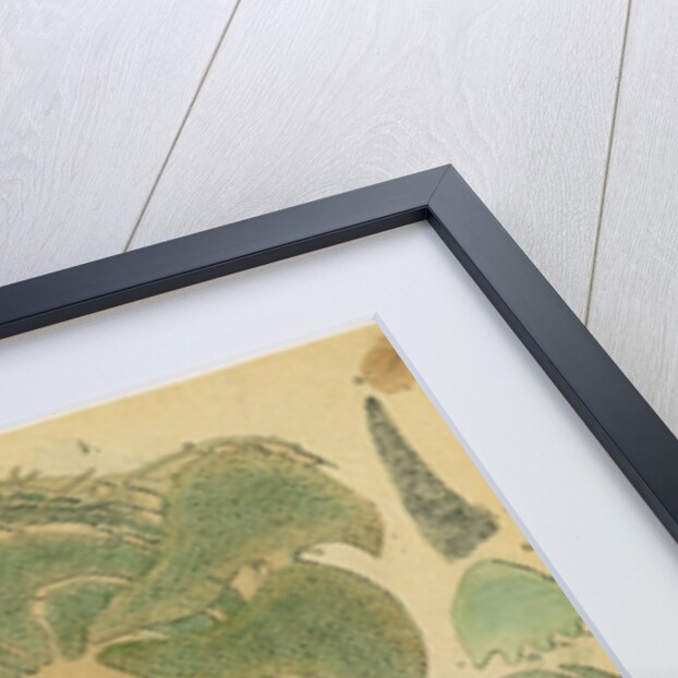 'Nonionina bavarica…' [four specimens of foraminifera] by Henry Bowman Brady