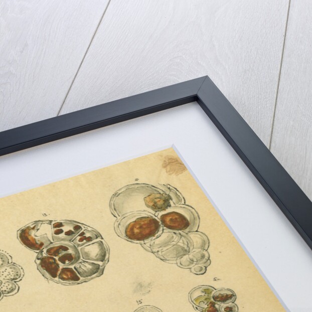 'Red sand, yellow sand & brown sand of the yellow chalk' [specimens of foraminifera] by Henry Bowman Brady