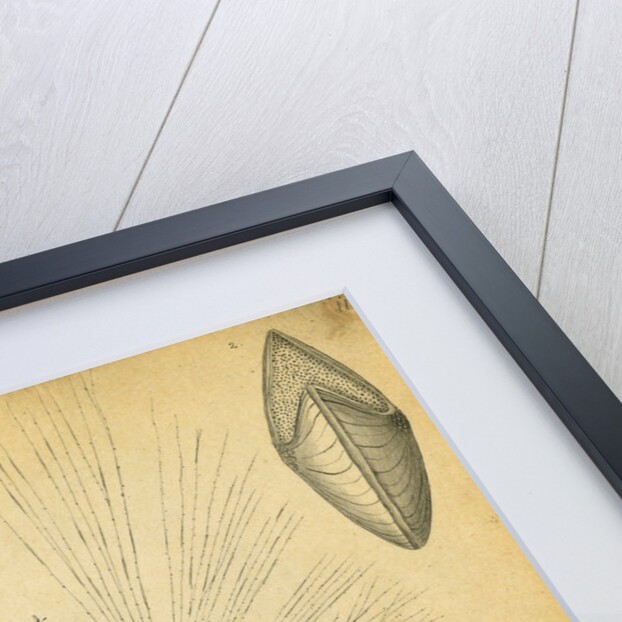 'Polystomella strigilata' [specimens of foraminifera] by Henry Bowman Brady