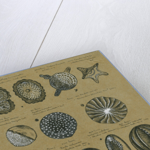 Twelve specimens of foraminifera by Henry Bowman Brady