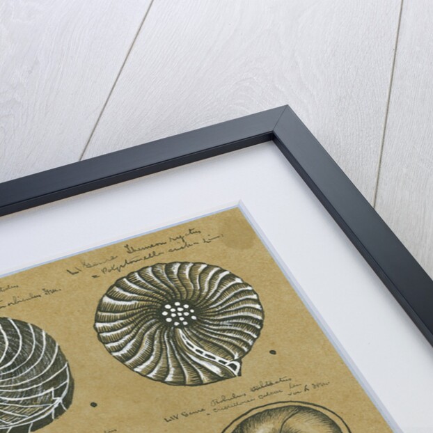 Twelve specimens of foraminifera by Henry Bowman Brady