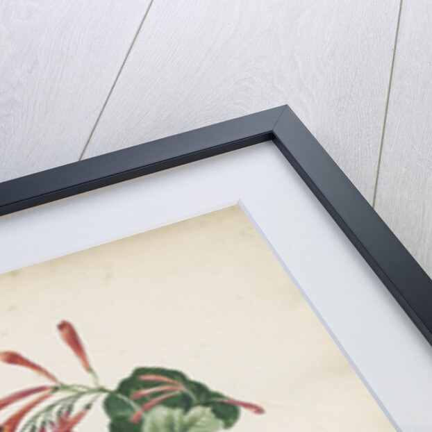 Periclymenum perfoliatum Virginianum... by Jacob van Huysum