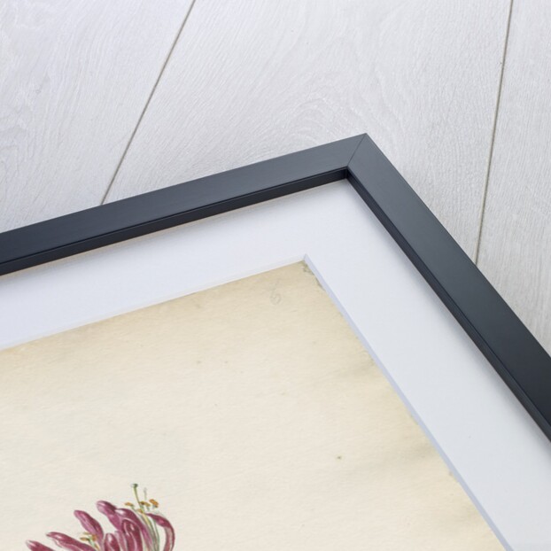 'Caprifolium non perfoliatum...' by Jacob van Huysum