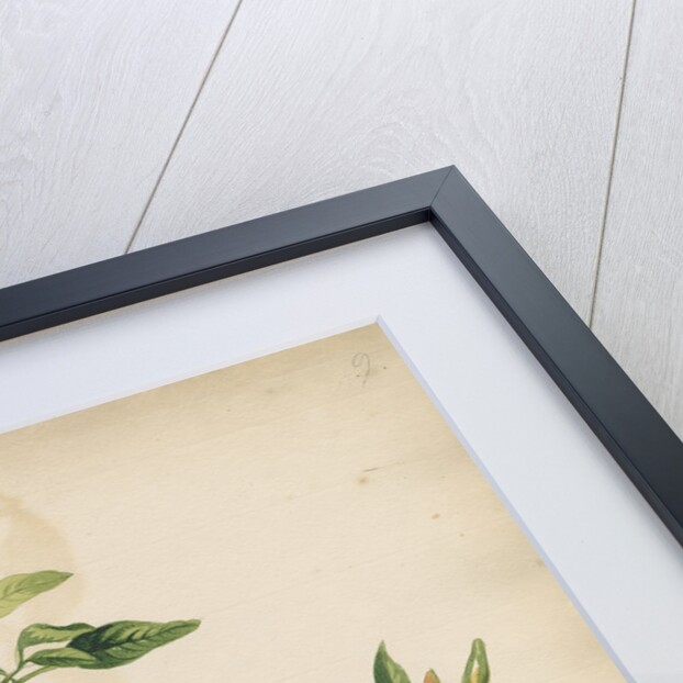 'Capsicum minus...' by Jacob van Huysum