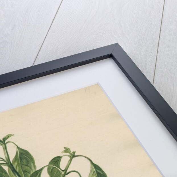 'Capsicum majus...' by Jacob van Huysum