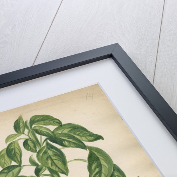 'Capsicum fructu cordiformi...' by Jacob van Huysum